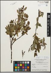 Foto von Salix glauca subsp. callicarpaea (Trautv.) Böcher